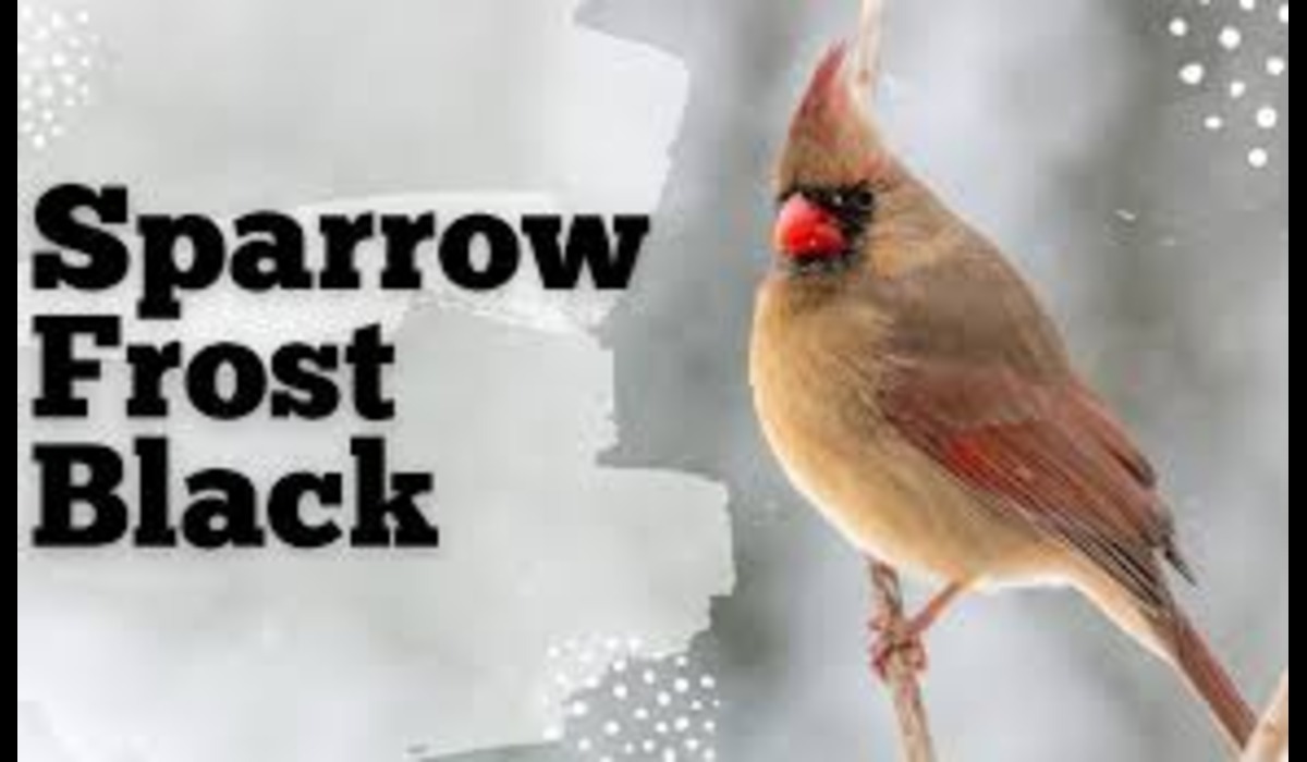 Frost Sparrow Black: The Tale of an Enigmatic Bird