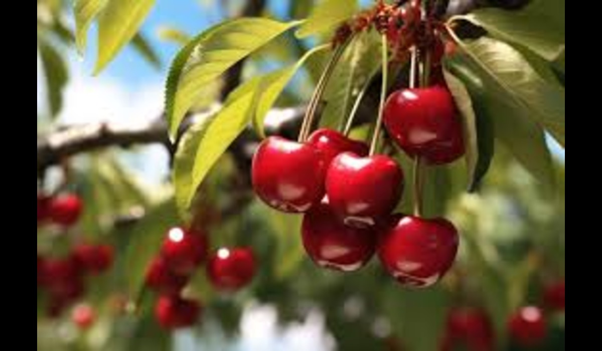 Brouwer Fruit: The Sweet Symphony of Cherry Sales